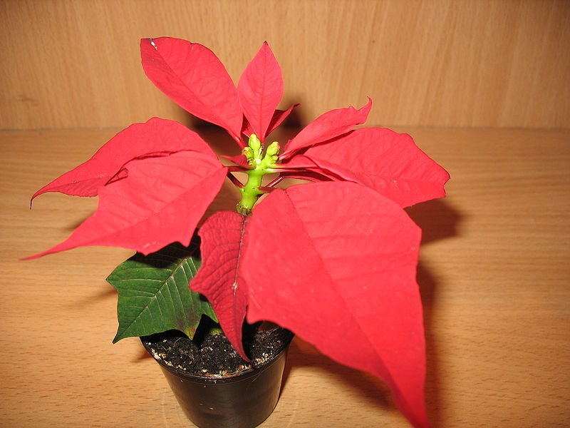 Poinsettia Flowers and Bracts (Photograph via Wikipedia Commons)